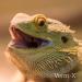 Buy Verm-X Reptiles Powder 25g | Effective Parasite Control for Reptiles | International Shipping Available - Buy Online on GoSupps.com