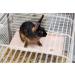 Prevue Pet Extra Large Wooden Platform Shelf - 3203 | Spacious and Sturdy - Buy Online on GoSupps.com