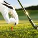 40 Pack Foam Golf Practice Balls - Realistic Feel Limited Flight Training Balls - Indoor/Outdoor Use - 5 Colors, 8 Balls Each - Buy Online on GoSupps.com