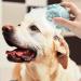 Tiesome Silicone Dog Cat Grooming Brush | Soft Pet Cleaning & Massage Brush with Shampoo Dispenser - Blue Paw Shape - Buy Online on GoSupps.com