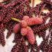 Buy Sumach Gew rz 100g - Authentic Turkish Sumac Spice Pure & Additive-Free Hand-Filled in Germany - Buy Online on GoSupps.com