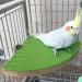KINTOR 7-inch Green Bird Perch Stand for Small Medium Birds and Small Animals - Buy Online on GoSupps.com