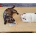 Elanox 10 Set Spielm us Cat Toys - Plastic-Free Bell Included Assorted Mix for All Cat Breeds - Buy Online on GoSupps.com