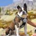 Eagloo Medium Dog Harness - Adjustable Durable Anti-Train Reflective Strap for Walking & Jogging - Gray - Buy Online on GoSupps.com