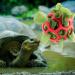 Lodcazio Turtle Treat Hay Feeder Ball - Ideal Food Dispenser for Tortoises & Small Pets - Fruit & Vegetable Holder Toy (GetaWay Solids) - Buy Online on GoSupps.com