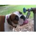 Lixit L100 Automatic Water Faucet Fountain for Pets - 1 Pack - Buy Online on GoSupps.com