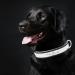 Senristar Personalized Reflective Leather Dog Collar - Engraved Name Tape for Small Medium & Large Dogs & Cats - XL 3.0 cm Width 45-55 cm Neck - Black - Buy Online on GoSupps.com