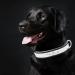 Senristar Personalized Reflective Dog Collar & Leash Set | Custom Engraved for Small Medium Large Dogs & Cats | Black M Size (2.0 cm Width 28-36 cm Neck) - Buy Online on GoSupps.com