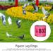 50 Multicolored Aluminum Pigeon & Chicken Leg Rings | Bird Identification Foot Rings - Training Accessories - Buy Online on GoSupps.com
