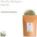 Kukicha Japanese Green Tea - Karigane Twig Tea From Japan - Carefully Blended With Sencha - Grade Karigane - 100g 100 g - Buy Online on GoSupps.com