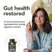 Rigma Herbal BEE Gut Health - Gas and Bloating Relief Constipation Leaky Gut Repair - Gut Cleanse & Restore Digestion - Promote Regularity Colon Cleanser 60 Capsules - Buy Online on GoSupps.com