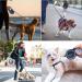 Buy Etechydra Retractable Dog Leash - Durable Anti-Bite Steel Chain 5m Nylon Strap for Medium to Large Dogs - Blue - Buy Online on GoSupps.com