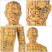 Human Acupuncture Template - Traditional Chinese Medicine Meridian and Acupoint Teaching Model - Man and Woman Acupuncture - Includes Hands Feet Ears - Buy Online on GoSupps.com