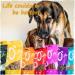 Premium Grain-Free Dog Snacks | SnackOMio Crispy Lamb Ears 640g - International Shipping - Buy Online on GoSupps.com