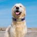 Senristar Personalized Leather Dog Collar - Engraved Name Tag Stylish & Durable for Small to Large Dogs (XS Blue) - Buy Online on GoSupps.com