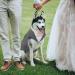 Kuoser Dog Smoking Suit & Bandana Set | Formal Pet Clothes for Dogs | Wedding Halloween & Birthday Party Costume in Gray (S-XXL) - Buy Online on GoSupps.com