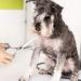 WUWYOUWL Pet Grooming Scissors for Dogs & Cats | 6-Inch Hair Cutting & Ear Cleaning Accessories - Buy Online on GoSupps.com