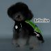 Ranphy Waterproof Dog Rain Coat for Medium & Large Dogs | Reflective Breathable Ultra-Light Jacket - Green & Black Size 6XL - Buy Online on GoSupps.com