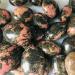 Home Decor 100g Natural Black Tourmaline Plays with Minerals 1pc Gifts Natural Crystal Full of Texture (Size : 90-100g) - Buy Online on GoSupps.com
