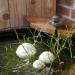 Cast Iron Gargoyle Sparrow with Pump for Mini Pond Decoration | Storm's Gartenzaubereien - Buy Online on GoSupps.com
