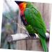 BELLIFFY 1 Set Parrot Anklet Birds Anklet Bird Harness Parrot Harness Leash Stainless Steel Bird Chain Split 24X4X0.1cm Silver - Buy Online on GoSupps.com