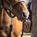 Equilibrium Vitamunch Marvellous Meadow 1Kg - Horse Snack/Treat 1 kg (Pack of 1) Marvellous Meadow - Buy Online on GoSupps.com