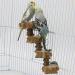 Generic Bird Ladder Bird Toy Bird Wooden Ladder Toy Wooden Parrot Bird Perch Stand Platform for Pet Training Bird Cage Accessories Decoration - Buy Online on GoSupps.com