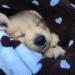 SmartPetLove Snuggle Blanket for Pets - Blue | Cozy & Comfortable - Buy Online on GoSupps.com
