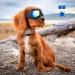 SLDPET Small Breed Dog Sunglasses - UV Glasses for Long Snout Dogs - Adjustable Straps - Black with Blue Lens - Buy Online on GoSupps.com