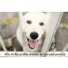 Pet Republique Deshedding Tool for Dogs, Cats, Rabbits - Reduce Shedding with Replaceable Blades (S & L) - Buy Online on GoSupps.com