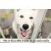 PET Republique Mini Toothbrush Set for Cats & Dogs - 6-Piece Kit for Kittens Puppies & Small Breeds - Buy Online on GoSupps.com