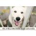 Pet Republique Dematting Tool for Dogs, Cats, and Rabbits - Small 6+11 Teeth Design for Effective Mat Removal - Buy Online on GoSupps.com