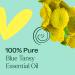 Buy Plant Therapy Blue Tansy Essential Oil 100% Pure - Natural Aromatherapy & Therapeutic Grade (10 mL) | International Shipping Available - Buy Online on GoSupps.com