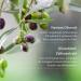 Corrres Olive & Olive Blossom Shower Gel - Vegan Moisturizer for Smooth Skin with Extra Olive Oil 250 ml (Pack of 2) - International Shipping Available - Buy Online on GoSupps.com