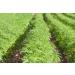 Organic Hemp Seeds 2 Pounds - Non-GMO Raw Hearts | Hulled, Kosher, Vegan | Protein & Iron-Rich, Low Carb, Bulk | Ideal for Oatmeal | Product of China - Buy Online on GoSupps.com