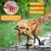 Vivifying 6m Waterproof Towline for Dogs - Padded Handle for Recall Training Hiking Swimming Beach & Lake - Orange - Buy Online on GoSupps.com