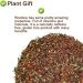 Plant Gift Peppermint Rooibos Tea Oganic Fruit Herbal Tea All Natural Flavors Loose Leaf Non GMO Vegan Tea Bags Into Iced Tea & Hot Tea 70G/2.5oz - Buy Online on GoSupps.com