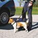 Buy Trixie Car Dishes Size S - Adjustable Dog Harness for Small Dogs (30-60 cm) - Black - Ideal for Safe Car Travel - Buy Online on GoSupps.com