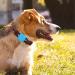 Apple AirTag Dog Collar - GPS Tracker Accessories - Anti-Lost Silicone Cover for Pets - Orange Zigzag Pattern (Sunset Chevron) - Buy Online on GoSupps.com
