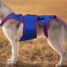 GUANGLU Dog Hip Support Brace - Pet Back Bracer for IVDD | D-Ring and Reflective Strips Back Protector Support Helps Hurt Relief Dogs Back - Buy Online on GoSupps.com