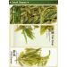 Premium Xihu Longjing Green Tea Leaves 125g - Freshly Picked Before Qingming - Buy Online on GoSupps.com
