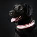 Shop Senristar Personalized Reflective Dog Collar & Leash Set - Custom Engraved Name Tape for Dogs & Cats | Durable & Stylish Red Design - Buy Online on GoSupps.com