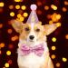 NITAIUN 4 Pcs Dog Birthday Hat Dog Birthday Party Bandana Puppy Dog Birthday Outfit with Bow Tie Collar and Number Dog Cat Costumes for Pet Birthday Decorations Party Decoration Set (Pink) - Buy Online on GoSupps.com