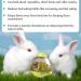 Meric Rabbit IQ Treat Ball - Interactive Slow Feeder Toy for Mental & Physical Exercise - Green - Buy Online on GoSupps.com
