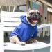 iChoue Lightweight Dog Raincoat Hooded Jacket for French Bulldog Shiba Inu - Blue/Size M - Buy Online on GoSupps.com