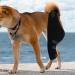 Gralara Adjustable Dog Knee Support Brace for Enhanced Stability and Comfort Left Rear - Buy Online on GoSupps.com