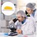 Healvian Fake Body Fat Model 2pcs Students Fat Reminder Sfp Student Learn Fit Motivation Fatty Authentic Tissue 1lb Fat Yellowx2pcs 24X14CMx2pcs - Buy Online on GoSupps.com