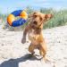 Minifeet Flying Dog Toy - Triple Green & Blue Medium Size for All Dogs - Perfect for Playful Pets & Dog Lovers - Buy Online on GoSupps.com