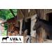 Buy AMKA Leather Cavesson with Bit Buckle - Premium Quality & Comfort for Equine Enthusiasts | International Shipping Available - Buy Online on GoSupps.com
