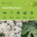 Mimea Elderflowers Dried | 1kg | Quality Ingredients | Great for Gin Distilling | Natural | No Additives | Floral Taste - Buy Online on GoSupps.com